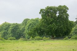 lindenbos