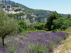 lavendel