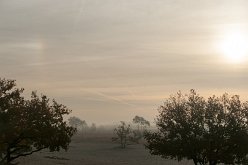 bijzon